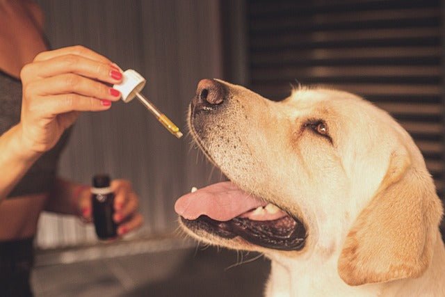 CBD for Pets: Is It Safe to Give Your Pets CBD Products - Kannabliss Exotics